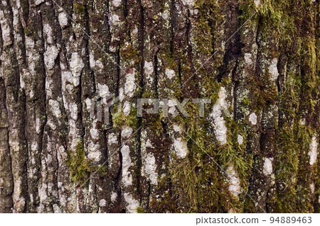 Tree trunk in a forest Tree trunk in a forest 94889463