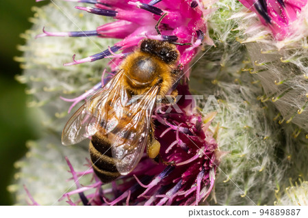 Bee on lesser burdock bud close-up view with selective focus on foreground 94889887