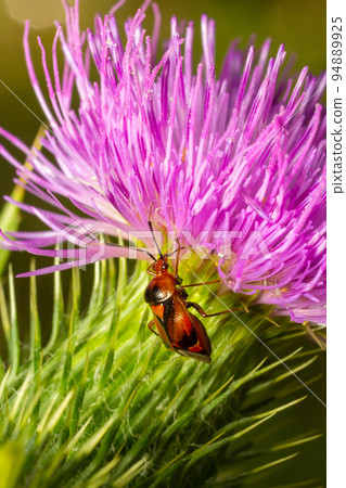 Mirid bug on thistle flower. summer sunny day natural environment 94889925