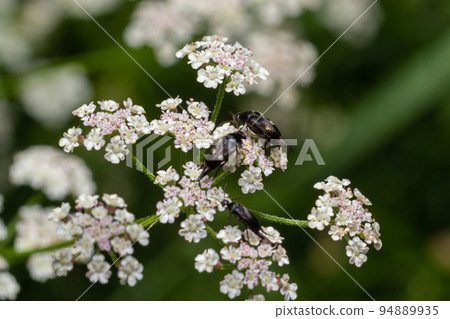 Mordellochroa abdominalis feeding on white flower, summer day, in a natural environment 94889935