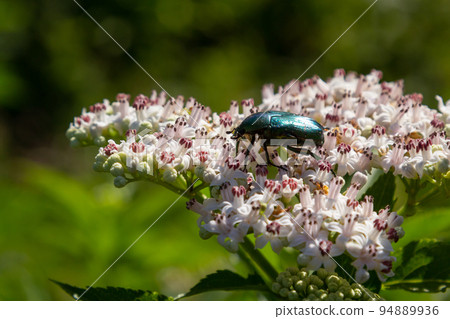 Green rose chafer Cetonia aurata on danewort Sambucus ebulus flowers. Image with local focusing 94889936