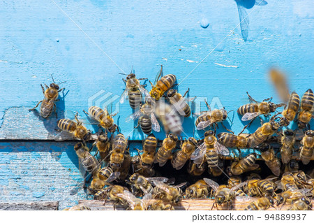 swarm of honey bees flying around beehive. Bees returning from collecting honey fly back to the hive 94889937