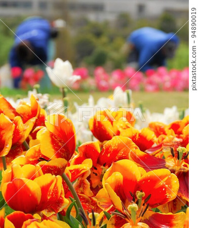 tulips and carers tulips and carers 94890019