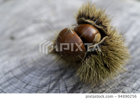 Chestnut Chestnut 94890256