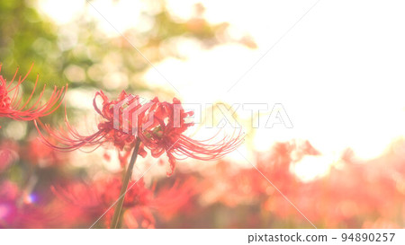 Cluster amaryllis Cluster amaryllis 94890257