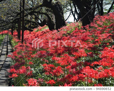 靜岡縣志田河畔公園的秋叢孤挺花 94890652