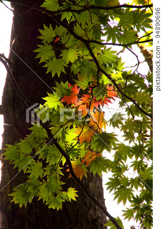 由綠色變為紅色的楓葉漸變,在深色樹幹的映襯下,在陽光下熠熠生輝。 由綠色變為紅色的楓葉漸變,在深色樹幹的映襯下,在陽光下熠熠生輝。 94890696