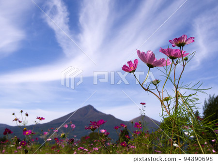 粉紅色的波斯菊在陽光的照耀下映襯著秋天的藍天,與萬代山的合作美不勝收。 粉紅色的波斯菊在陽光的照耀下映襯著秋天的藍天,與萬代山的合作美不勝收。 94890698