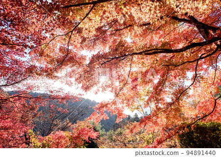 秋天的Kokin Denju no Sato 秋天的Kokin Denju no Sato 94891440