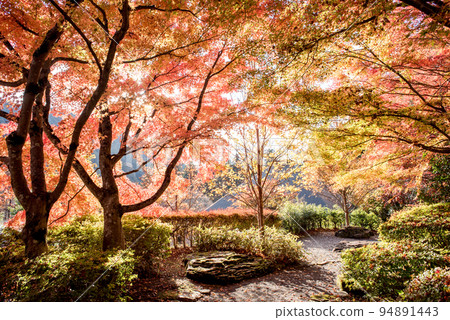 秋天的Kokin Denju no Sato 94891443