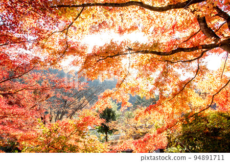 秋天的Kokin Denju no Sato 秋天的Kokin Denju no Sato 94891711