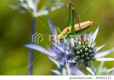 green grasshopper with black, green and white stripes on his back, sitting on a blue thistle amethyst eryngo flower - Eryngium amethystinum. close up with details. horizontal 94892225