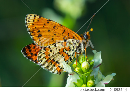 Glanville Fritillary, Melitaea cinxia, butterfly and spring wildflowers Glanville Fritillary, Melitaea cinxia, butterfly and spring wildflowers 94892244