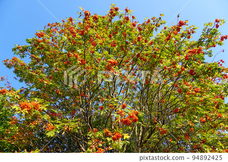 仰望花楸樹 仰望花楸樹 94892425