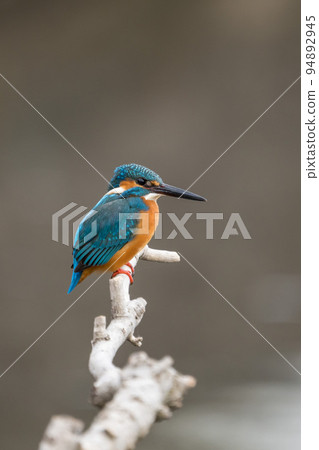 Kingfisher 94892945