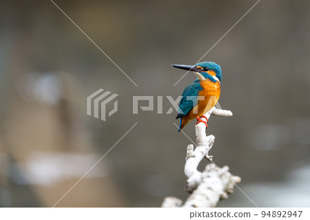 Kingfisher 94892947
