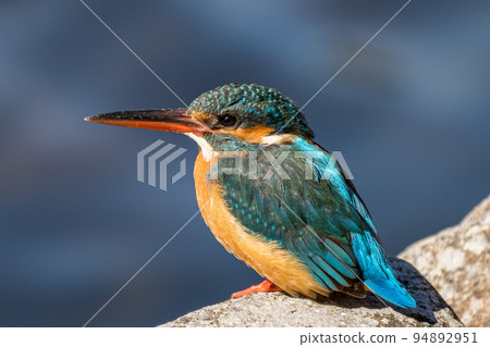 Kingfisher Kingfisher 94892951