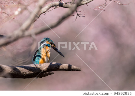 Kingfisher 94892955