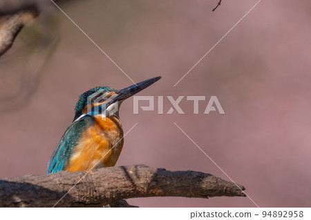 Kingfisher pink back 94892958