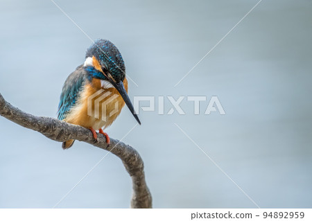Kingfisher 94892959