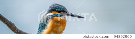 Kingfisher Kingfisher 94892960