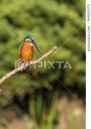 Kingfisher staying on a branch Kingfisher staying on a branch 94892973