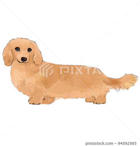 Dachshund hand drawn style illustration 2 Dachshund hand drawn style illustration 2 94892985