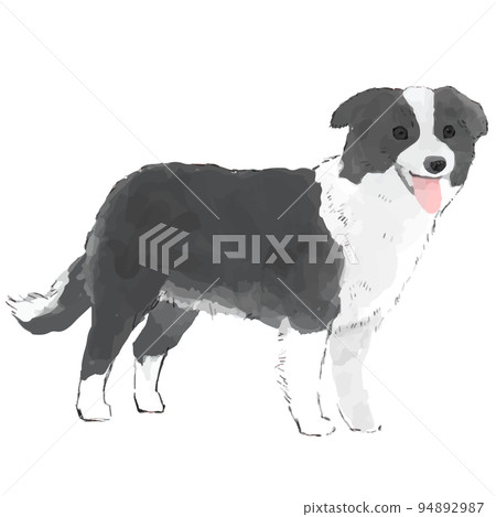 Border collie hand drawn style illustration 94892987