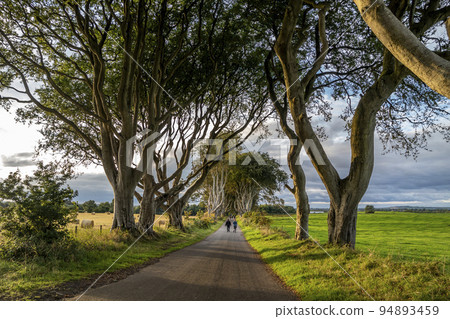 The Dark Hedges tree tunnel in Ballymoney, Northern Ireland The Dark Hedges tree tunnel in Ballymoney, Northern Ireland 94893459