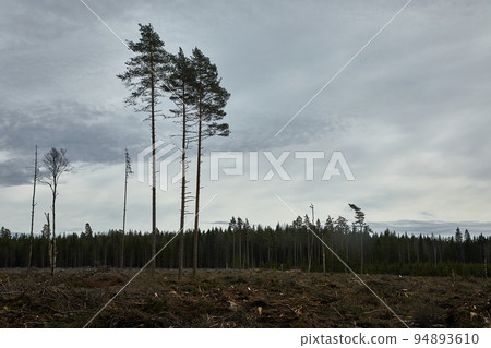 Trees against cloudy sky 94893610