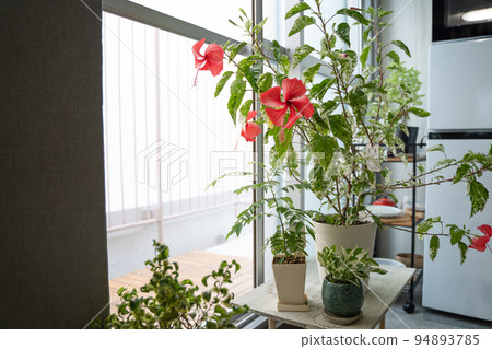 在室內種植芙蓉花 在室內種植芙蓉花 94893785