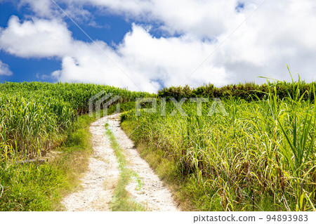 Sugarcane field Sugarcane field 94893983