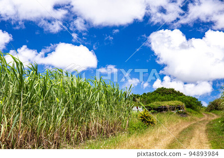 Sugarcane field 94893984