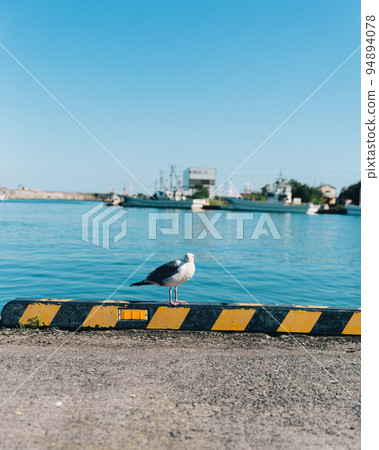 Seagull at the harbor 94894078