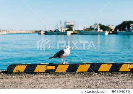 Seagull at the harbor 94894079