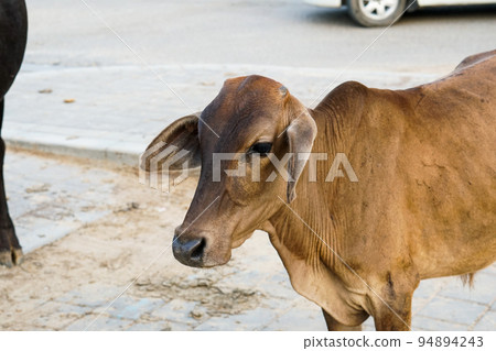street baby cow 94894243