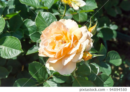 盛開的玫瑰花 盛開的玫瑰花 94894580