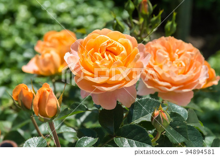 盛開的玫瑰花 盛開的玫瑰花 94894581