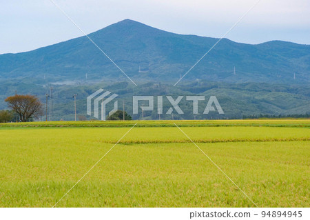 Photo: The yellow rice fields that spread out at the foot of Himegami, Iwate Prefecture, and the rural scenery of Takuboku Ishikawa's hometown of Tamayama near harvest. 94894945