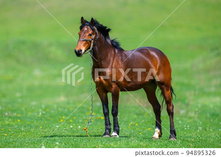 Brown Horse on the pasture Brown Horse on the pasture 94895326