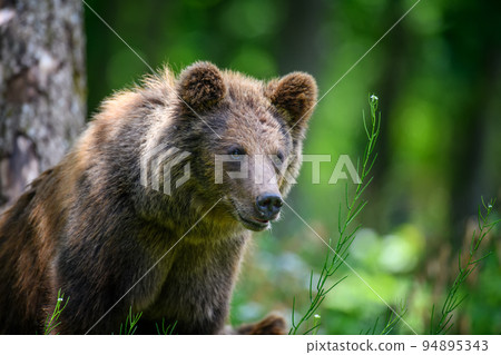 Wild Brown Bear (Ursus Arctos) in the summer forest. Animal in natural habitat Wild Brown Bear (Ursus Arctos) in the summer forest. Animal in natural habitat 94895343