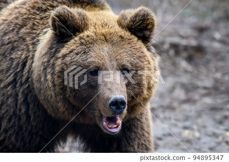 Wild Brown Bear (Ursus Arctos) portrait in the forest. Animal in natural habitat Wild Brown Bear (Ursus Arctos) portrait in the forest. Animal in natural habitat 94895347