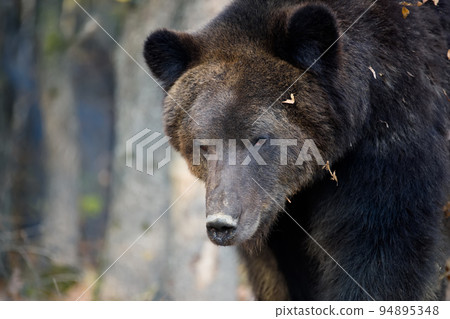 Wild Brown Bear (Ursus Arctos) portrait in the forest. Animal in natural habitat Wild Brown Bear (Ursus Arctos) portrait in the forest. Animal in natural habitat 94895348