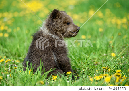 Young brown bear cub in the meadow with yellow flowers Young brown bear cub in the meadow with yellow flowers 94895353