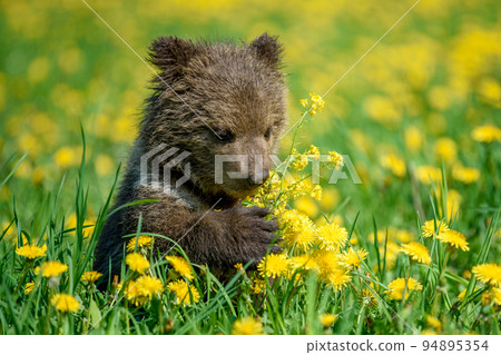 Young brown bear cub in the meadow with yellow flowers Young brown bear cub in the meadow with yellow flowers 94895354