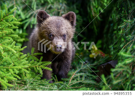 Baby brown bear cub in the forest. Animal in the nature habitat Baby brown bear cub in the forest. Animal in the nature habitat 94895355