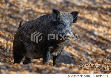 Two wild boar in autumn forest. Wildlife scene from nature Two wild boar in autumn forest. Wildlife scene from nature 94895361