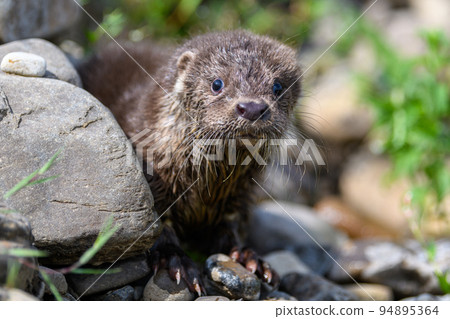 Lutra in nature habitat. Portrait of water predator. Wildlife scene 94895364