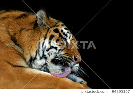 Angry big tiger isolated on black background 94895367
