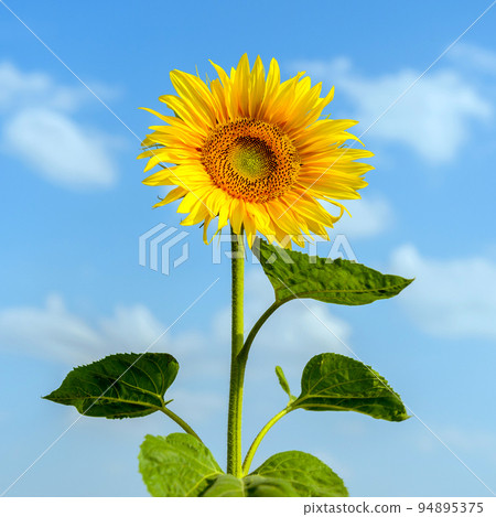 Close up Sunflower on the side of the road Close up Sunflower on the side of the road 94895375